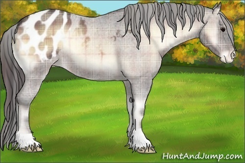 Horse Color:Plaid Bay Roan Onyx Appaloosa