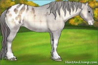 Horse Color:Plaid  Bay Roan Onyx Appaloosa 