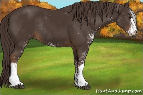 Horse Color:Liver Chestnut Sabino Rabicano
