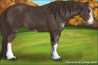 Horse Color:Liver Chestnut Sabino Rabicano 