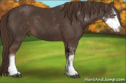 Horse Color:Liver Chestnut Sabino Rabicano 