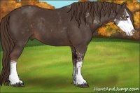 Horse Color:Liver Chestnut Sabino Rabicano 