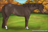 Horse Color:Liver Chestnut Sabino Rabicano 