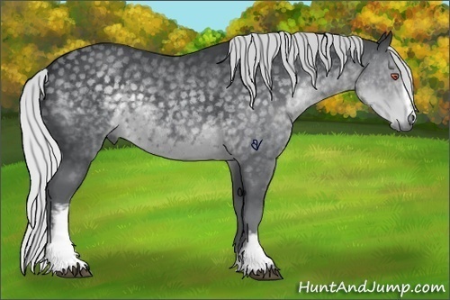 Horse Color:White Spotted Silver Black Chinchilla 