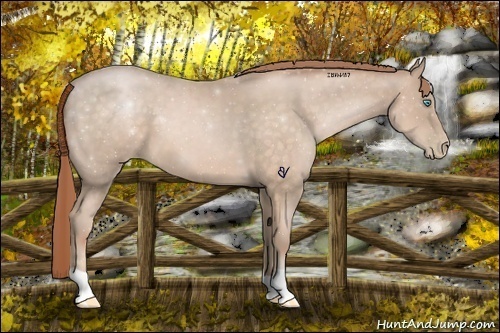Horse Color:Buckskin Pearl 