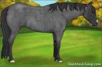 Horse Color:Blue Roan 