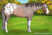 Horse Color:Bay Roan Splash Appaloosa