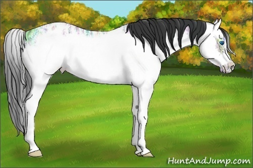 Horse Color:Blue Ice Roan Splash Frame Appaloosa 