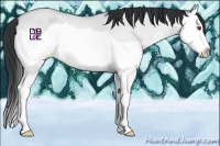 Horse Color:Amber Champagne Chinchilla Dun Splash