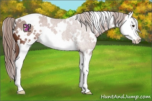 Horse Color:White Spotted Chestnut Splash