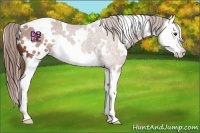 Horse Color:White Spotted Chestnut Splash 