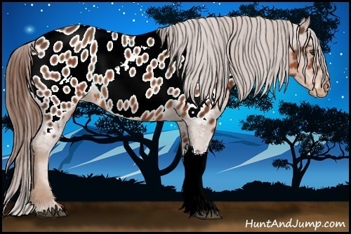 Horse Color:Chestnut Appaloosa 