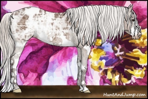 Horse Color:Silver Bay Ice Splash Appaloosa Rabicano 