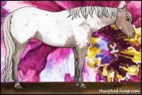 Horse Color:Silver Brown Sabino Snowcap Rabicano 