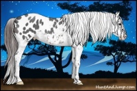 Horse Color:Brown Roan Appaloosa