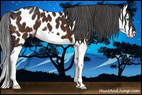 Horse Color:Brown Splash Near Leopard 