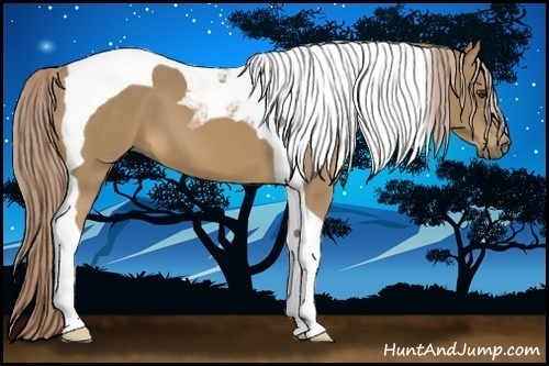 Horse Color:Palomino Tobiano