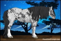 Horse Color:Black Ice 