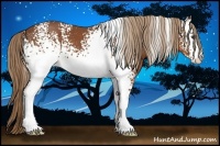 Horse Color:White Spotted Chestnut 