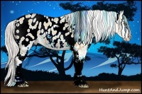 Horse Color:White Spotted Silver Classic Champagne Dun Appaloosa Rabicano 