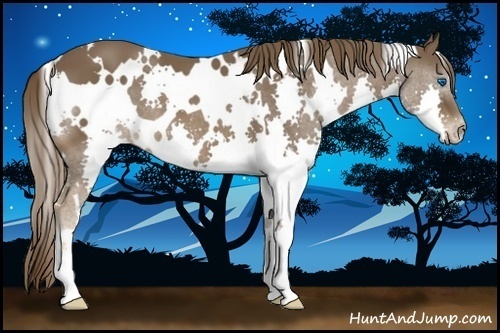 Horse Color:White Spotted Liver Chestnut Splash 