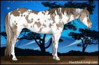 Horse Color:White Spotted Liver Chestnut Splash 