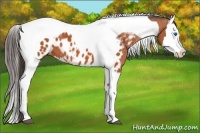 Horse Color:Bay Splash Tobiano Appaloosa