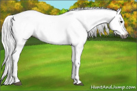 Horse Color:Gray Bay Near Leopard