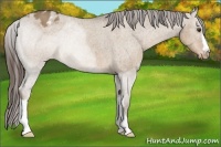 Horse Color:Liver Red Dun Appaloosa 