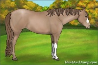 Horse Color:Black Pearl