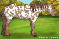 Horse Color:Red Dun Near Leopard