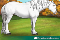 Horse Color:Liver Chestnut Sabino Appaloosa 