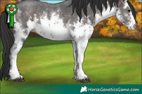 Horse Color:White Spotted Bay Sabino