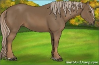 Horse Color:Chocolate Palomino Sabino Rabicano 