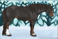 Horse Color:Liver Chestnut Sabino