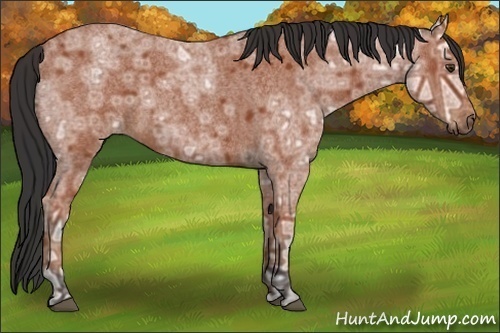 Horse Color:Bay Ice Roan 