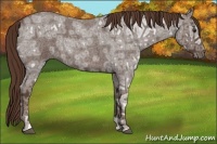 Horse Color:Liver Red Ice Roan 