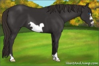 Horse Color:Liver Chestnut Frame 