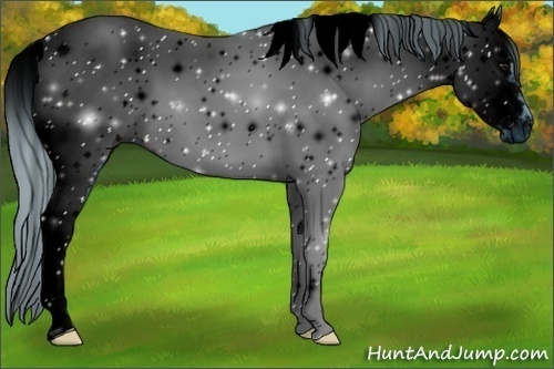 Horse Color:ERROR: UNKNOWN ANOMALY