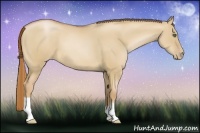Horse Color:Red Dun Pearl 
