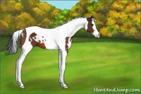 Horse Color:White Spotted Bay Splash Tobiano