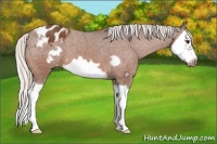 Horse Color:Silver Bay Splash Frame Varnish 