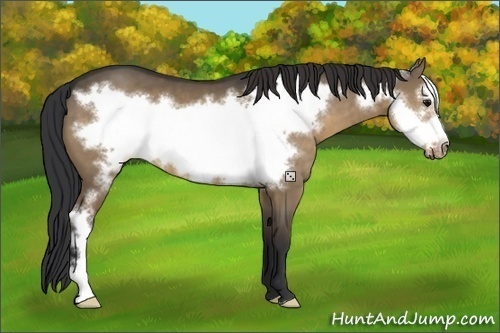 Horse Color:Brown Dun Frame