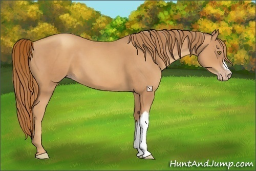 Horse Color:Gold Champagne 