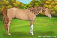 Horse Color:Gold Champagne