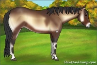 Horse Color:Bay Onyx 
