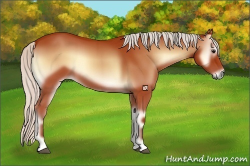 Horse Color:Silver Bay Onyx