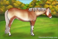 Horse Color:Silver Bay Onyx