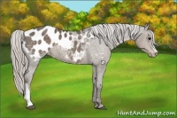 Horse Color:Silver Black Appaloosa