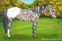 Horse Color:Brown Appaloosa 